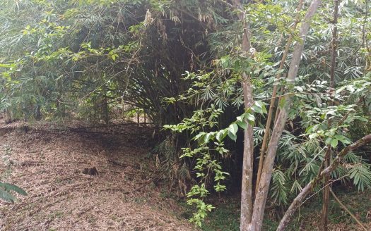 Tropical Fruit Farm for Sale in Corredores, Southern Costa Rica – 17,693 m² of Fertile Land