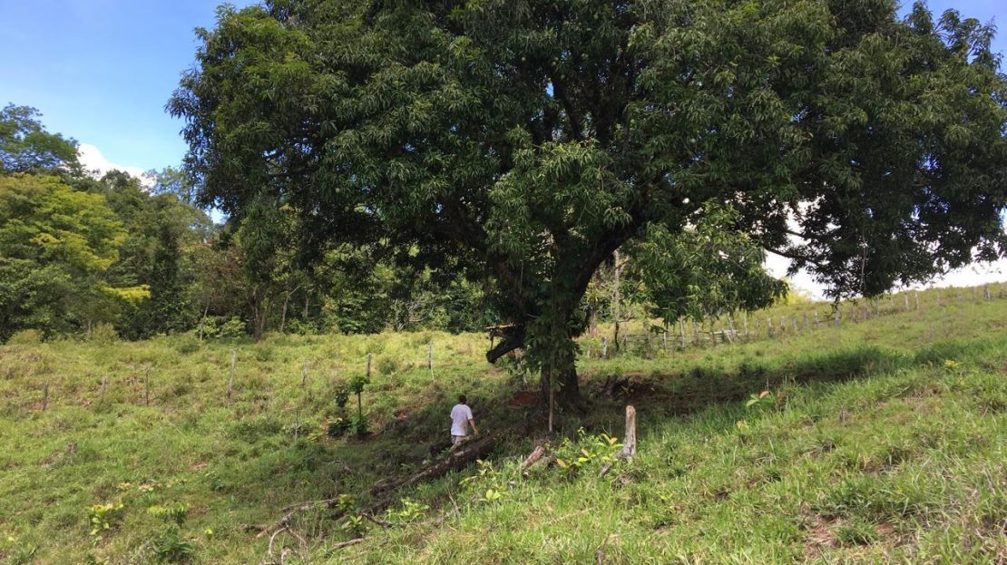 Golfito>Golfito|Golfito>Guaycará Real Estate Listings 27192