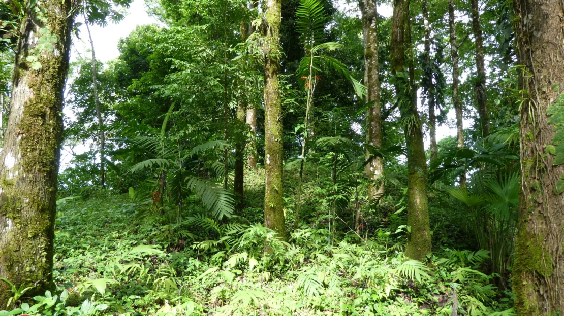 Golfito>Pavones Real Estate Listings 23539