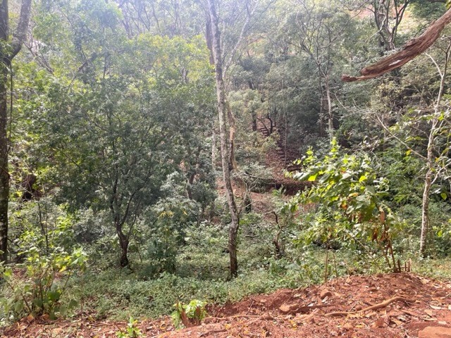 Ideal farm with amazing views for development - Guacimo