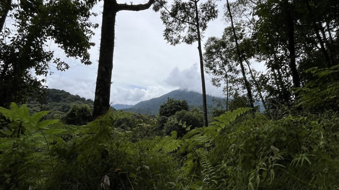 Tropical Forest Oasis Near Esquipulas Rainforest Lodge – 24.8 Hectares with Creek