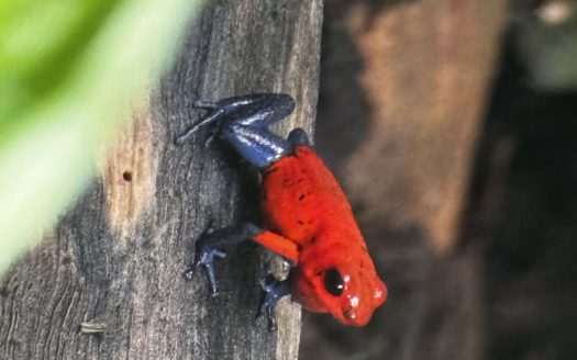 Sarapiqui
