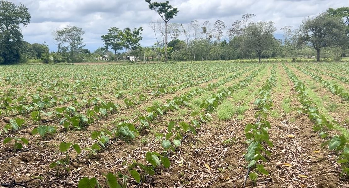 12.87 Acre Fertile Farm with Arenal Volcano Views & Agricultural Potential in La Fortuna