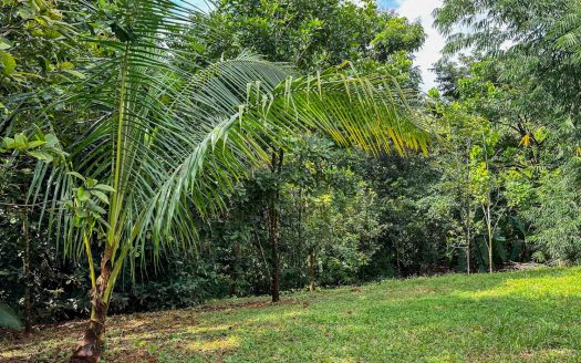 Traditional Home with a Gigantic 8200m2 Garden, Flowing River& Over 40 Tropical Fruit Trees near Manuel Antonio