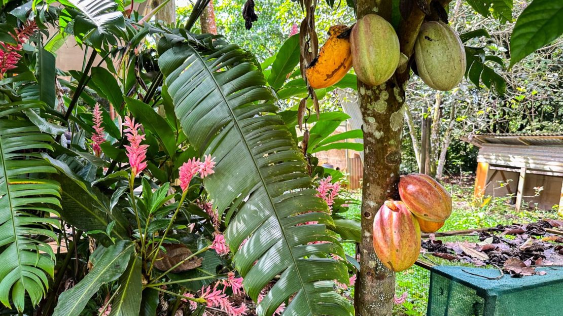 Traditional Home with a Gigantic 8200m2 Garden