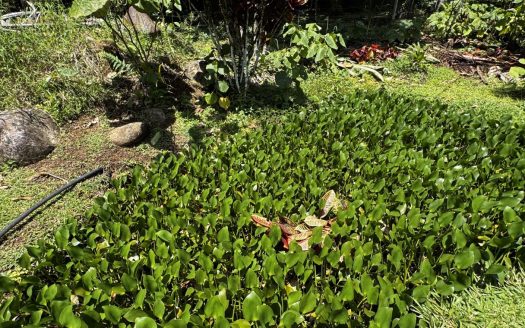 Property with Restaurant and Cabins for Sale near La Fortuna Costa Rica