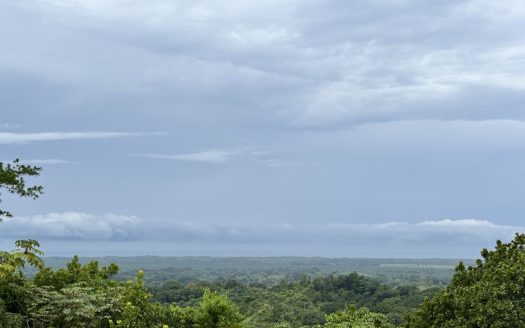 Parrita