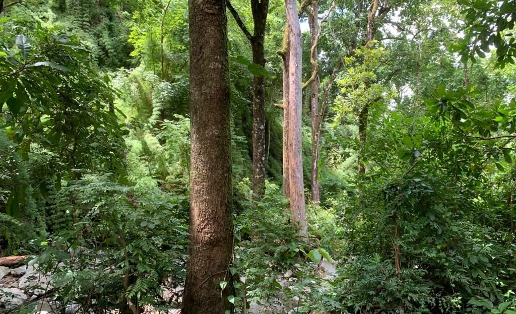 Waterfall Farm with River and Forest – 38 Hectares near Carmona