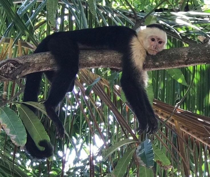 Costa Rica Real Estate