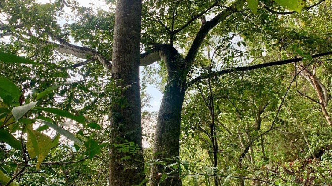 Beautiful property in nature