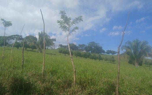 11-Hectare Cattle Farm for Sale in Bajo Coto, Buenos Aires, Puntarenas, Costa Rica