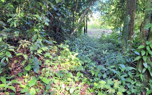 Mountain Land for Sale in Costa Rica – Forested Property