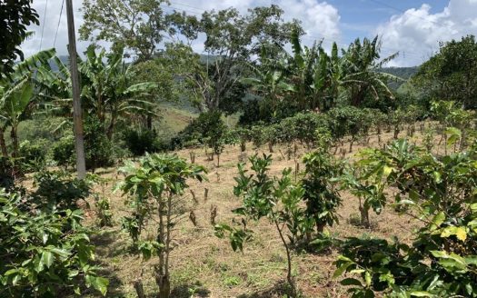 3ha Property with Orange Plantation and Mountain Views – Nicoya Peninsula