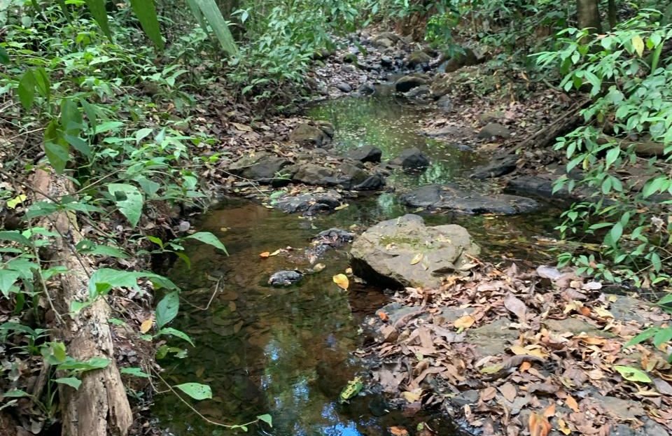 Creeks & Giant Trees – Nicoya Peninsula