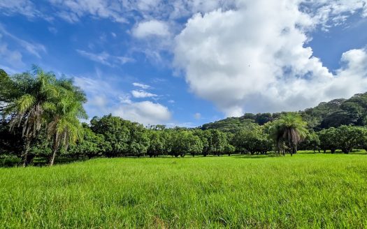 Property with views, river, forest, mango plantation and potential to develop any project.