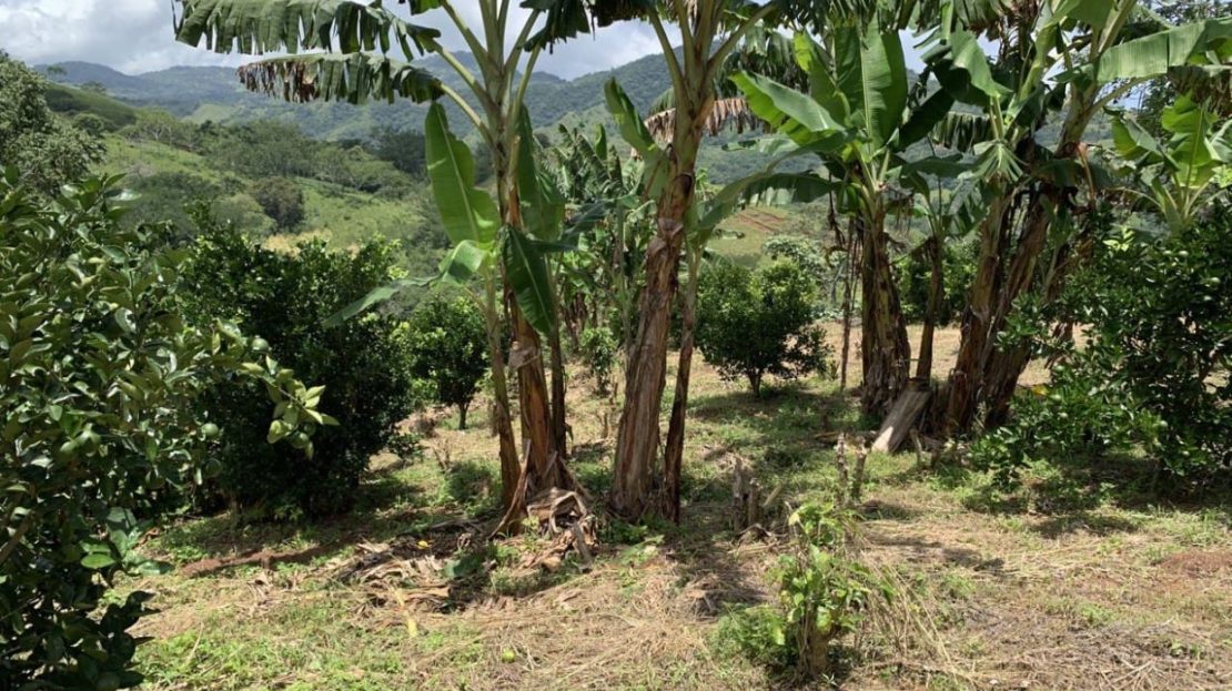 3ha Property with Orange Plantation and Mountain Views – Nicoya Peninsula