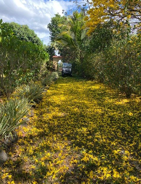 Elegant Atenas Estate & Functioning Coffee Farm