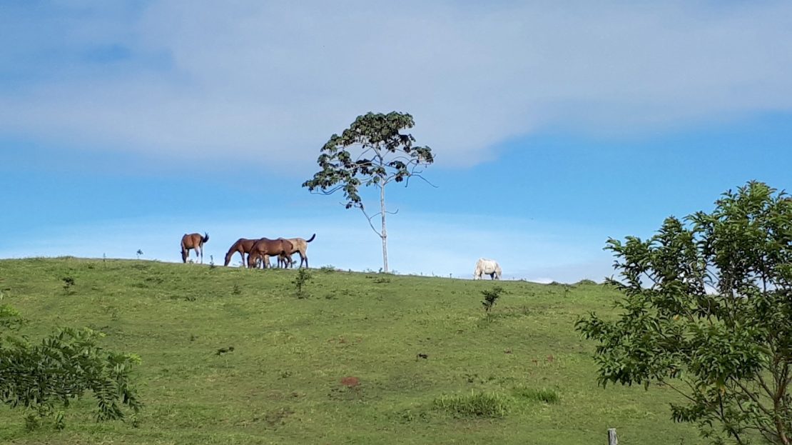 Turrialba Dream Haven Farm