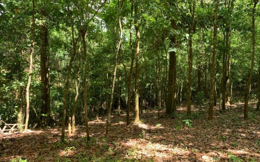 5ha Property with Waterfalls, Creeks & Giant Trees – Nicoya Peninsula