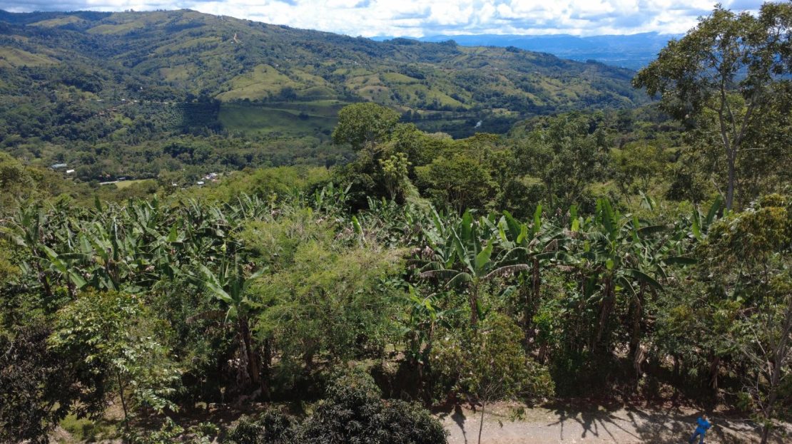 Rivas - Coffee And Banana Farm Near Chirripó