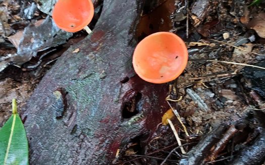 115-Acre Jungle Property with Eco-Tourism Potential in Costa Rica