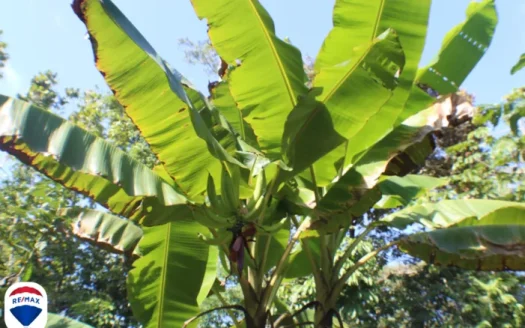 Large La Yerba Corner Lot Creek