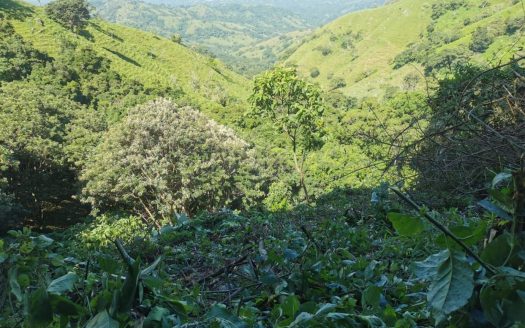 More than 7 acres with amazing mountains and ocean views!