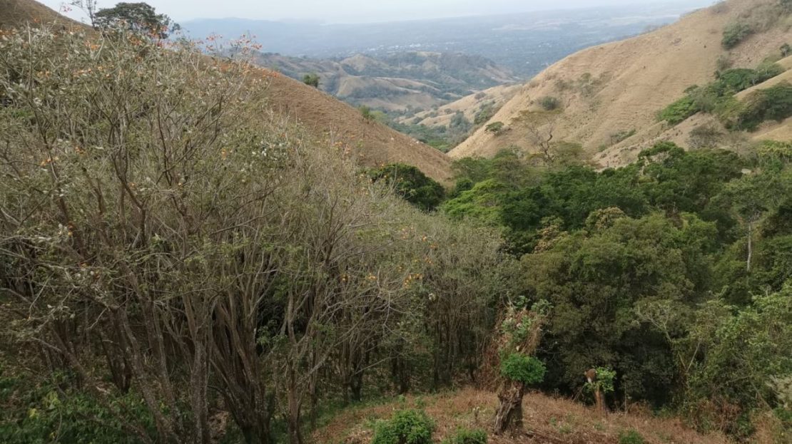 More than 7 acres with amazing mountains and ocean views!