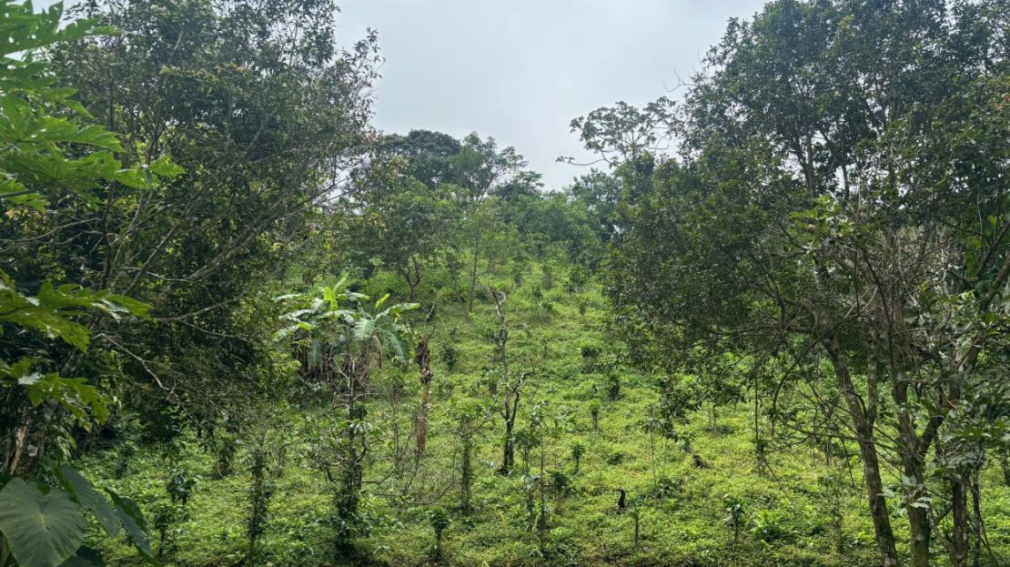 Costa Rica Real Estate