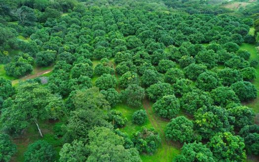 Property for Sale in Orotina – Ideal for Residential or Eco-Community Development