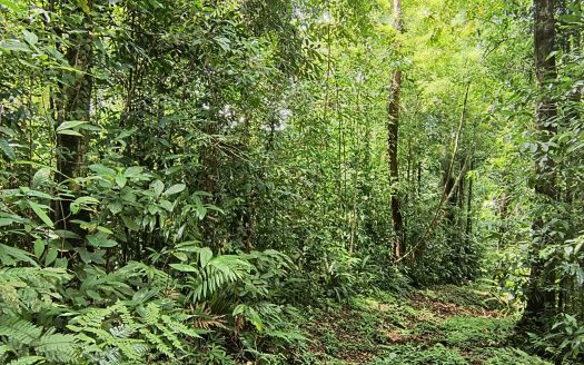 This stunning 64-hectare ,( 158 acres) ,property is located in La Palma, Puerto Jiménez.