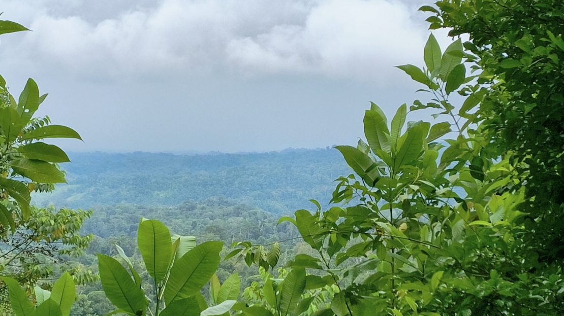 Osa>Bahía Drake Real Estate Listings 29838