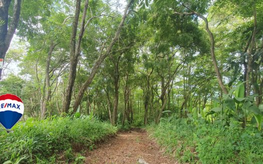 Professionally Planted and Managed Hardwood Plantation | One of Four | Bird 96