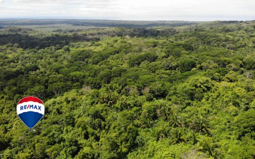 Professionally Planted and Managed Hardwood Plantation | One of Four | B&A