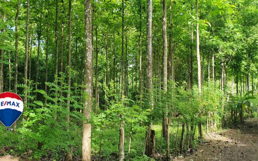 Professionally Planted and Managed Hardwood Plantation | Two of Four | Bird 94