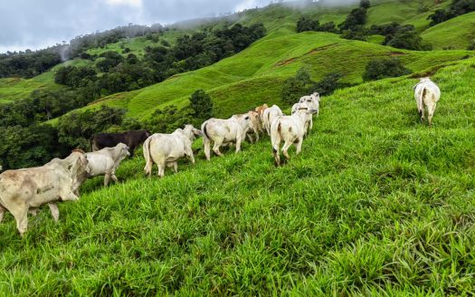 Development land at a cooler climate by the beach