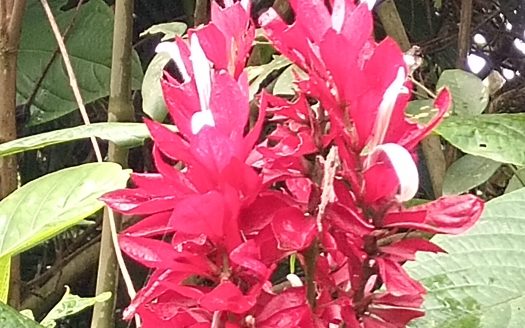 Property with Tico House,Platanillo.