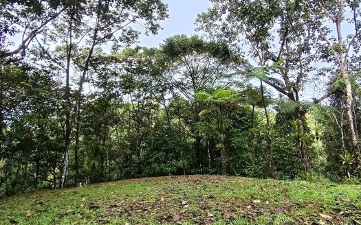 Tinamastes Development Land.