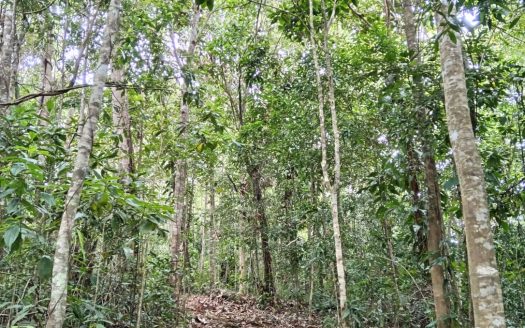 Investment Canopy Property.