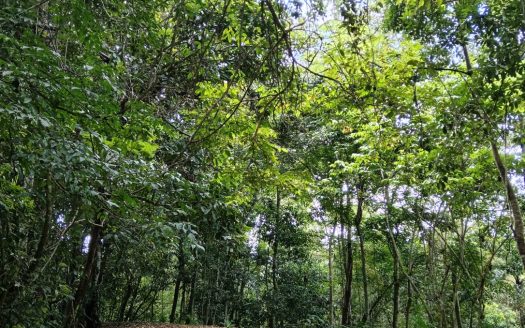 Development Ocean and Mountain View Property Platanillo..