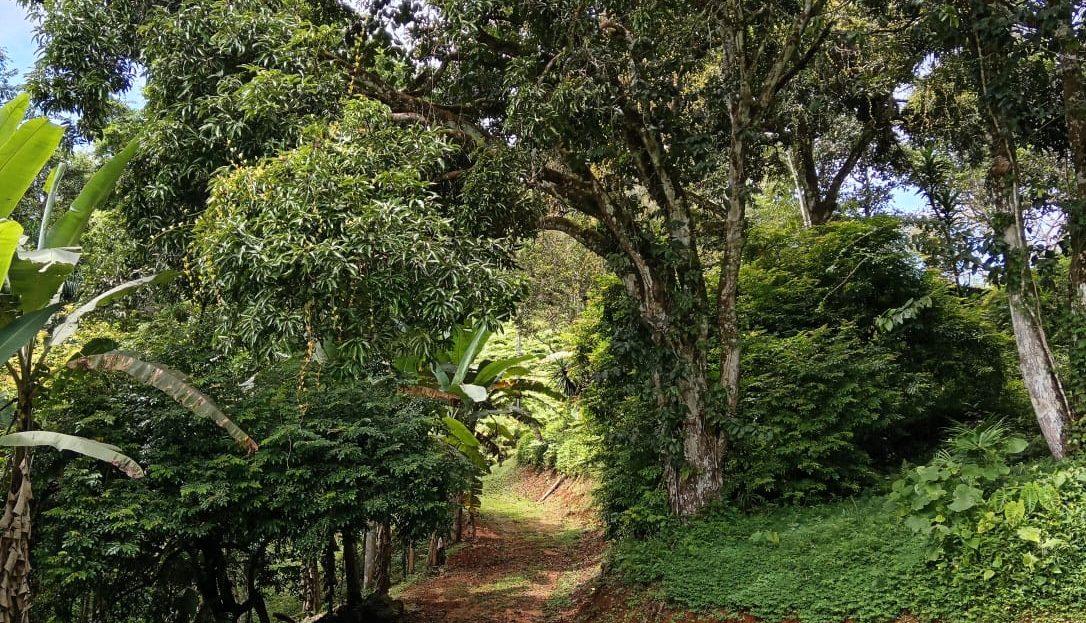 Pérez Zeledón For Sale 31525 | RE/MAX Costa Rica Real Estate