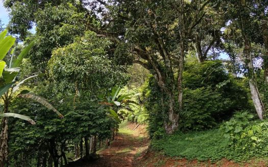 Pérez Zeledón For Sale 31525 | RE/MAX Costa Rica Real Estate