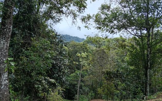 Amazing Lot Calle Socola, Platanillo.