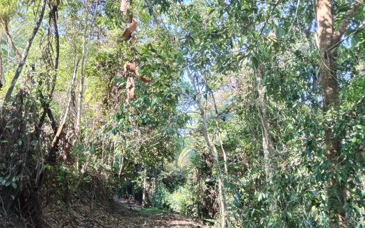 Development Property Santa Juana.