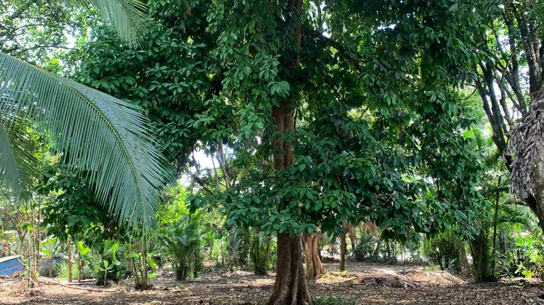 Puerto Jiménez Real Estate Listings 30016