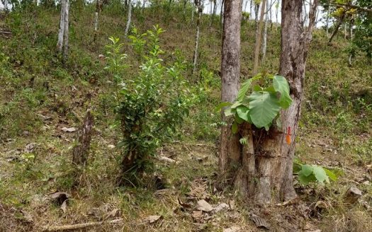 A river runs through it!