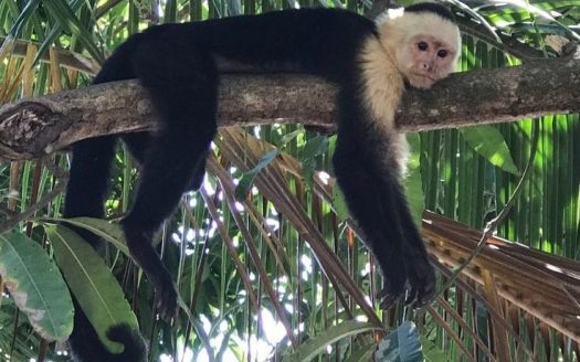 LOT- 63 Gated Community / Londres Manuel Antonio