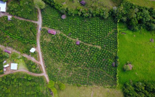 Scenic 2.3-Hectare Coffee Farm with Spring, Stream & Views in Santa Elena, Pérez Zeledón