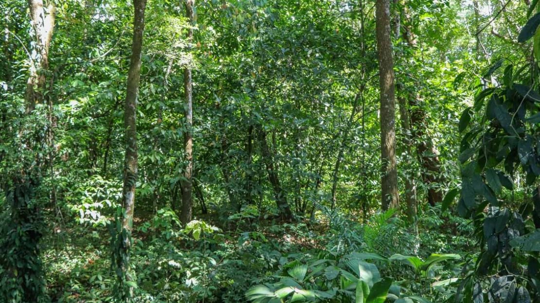 A large jungle-clad piece of land with mountain views