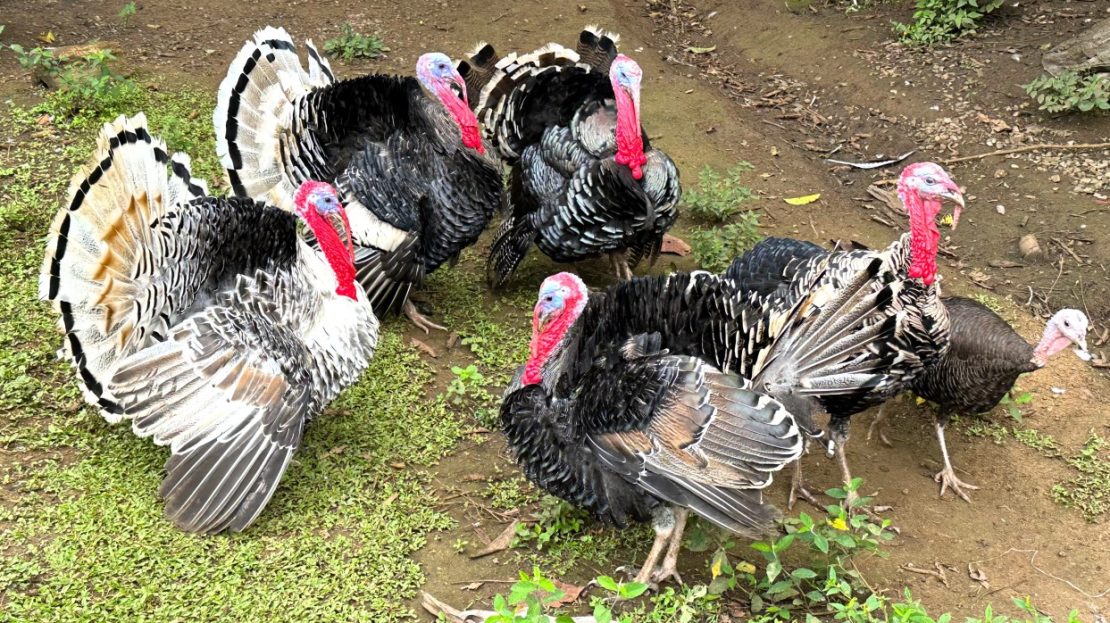 Primary Jungle in Chacarita